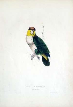 Psittacus Badiceps, Defne Başlı Papağan