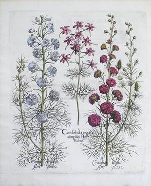 Confolida reglais simplici flore rubro, Pl. 176