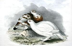Söğüt Ptarmigan-Lagopus saliceti